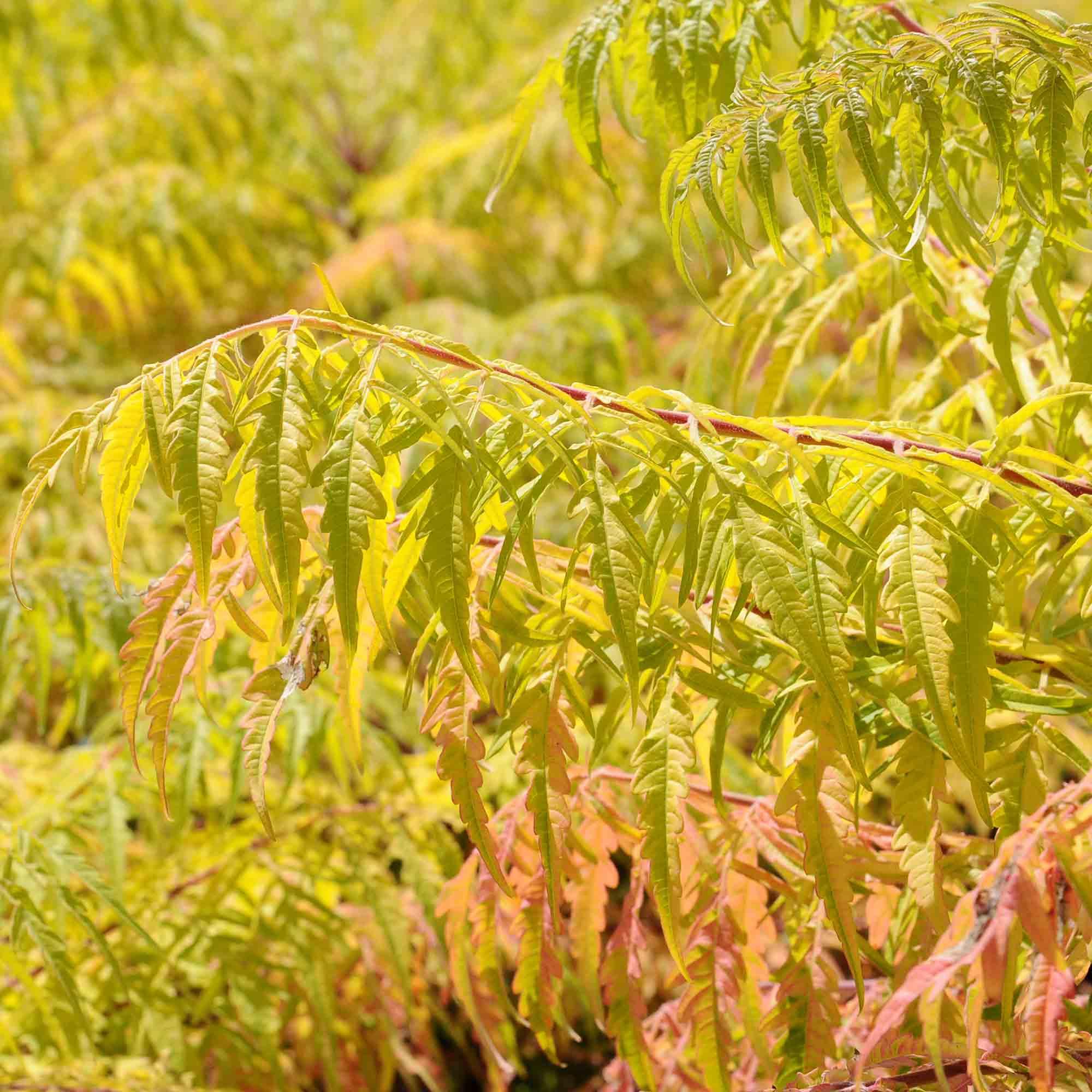 Sumac vinaigrier laciniée Tiger Eyes® FE® 2 gal