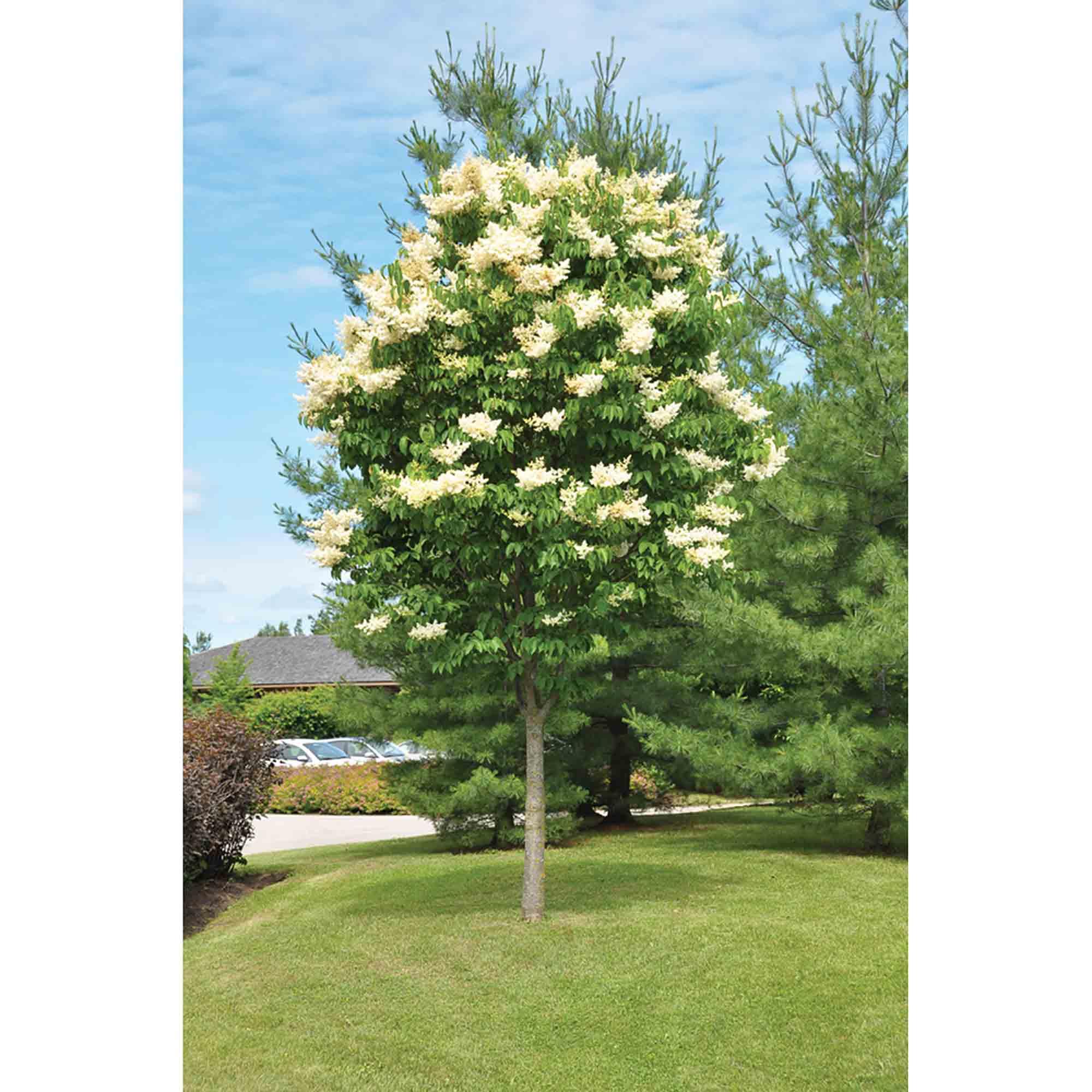 Ivory Silk Japanese Lilac Tree 7G