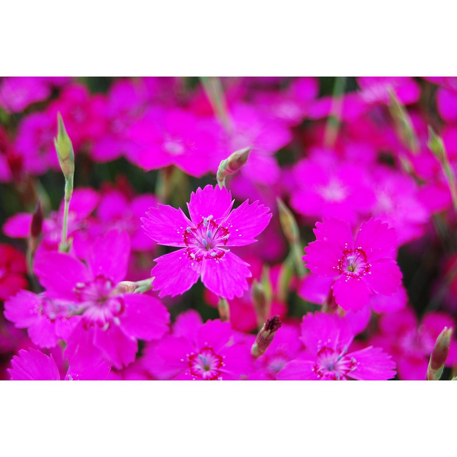 Dianthus Deluxe Assortment 1G