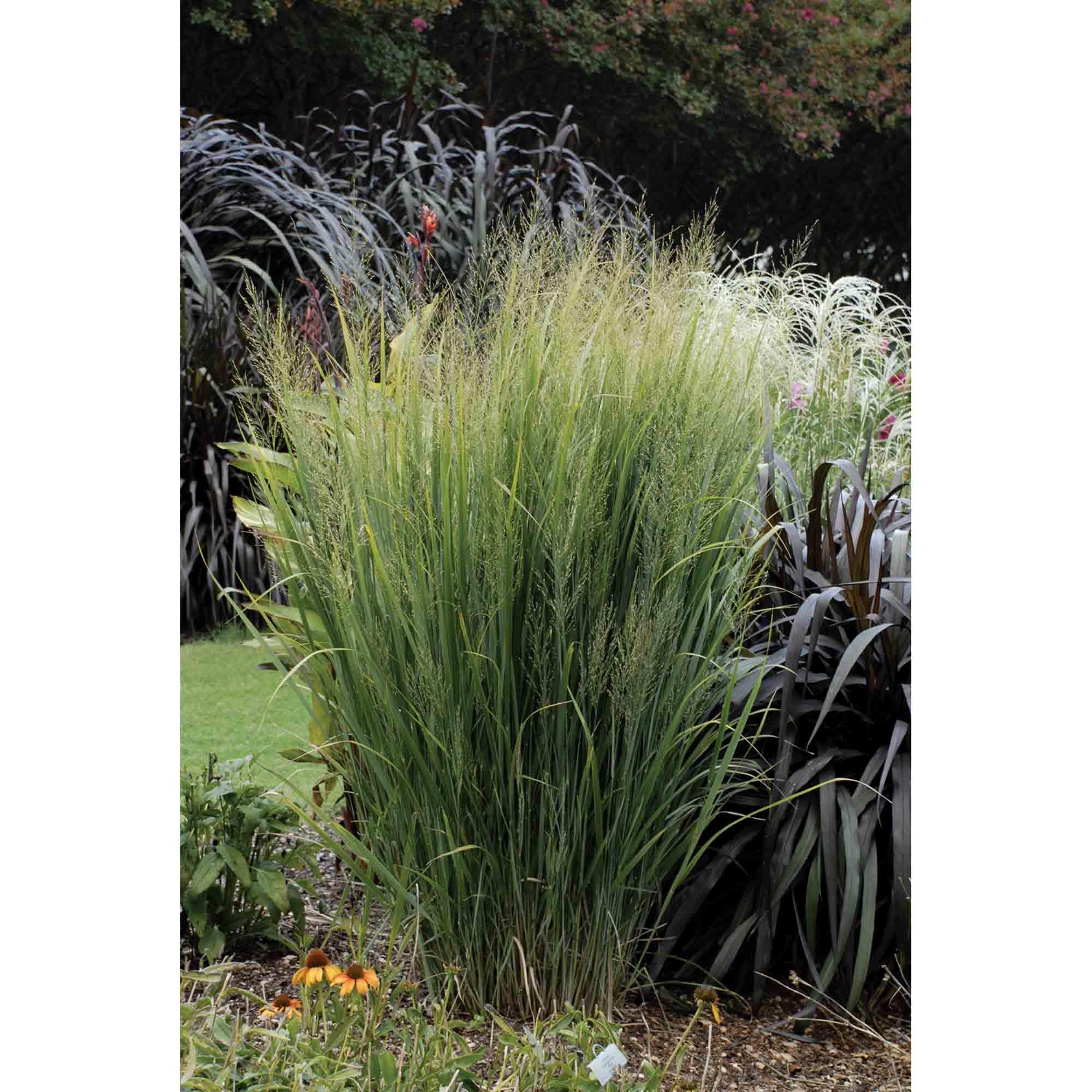 Grass Ornamental 5G