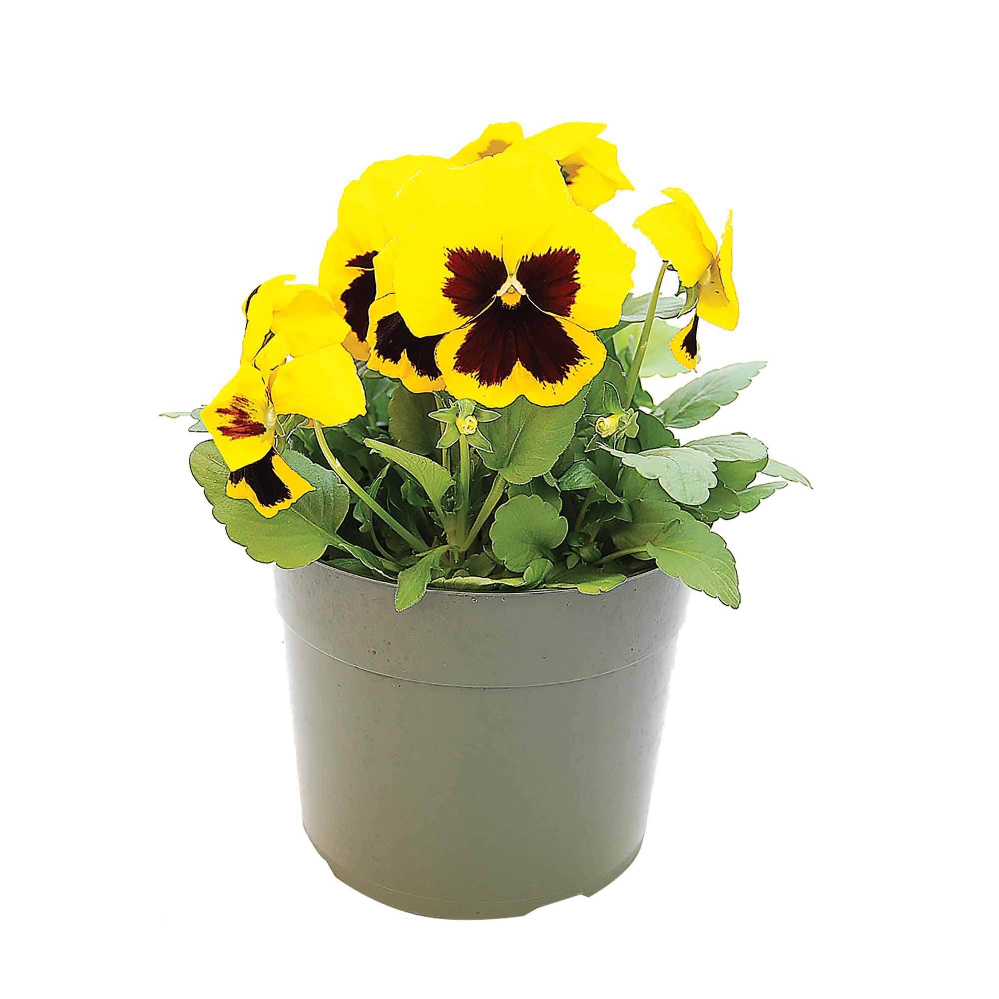 5.5" Annuals Assorted