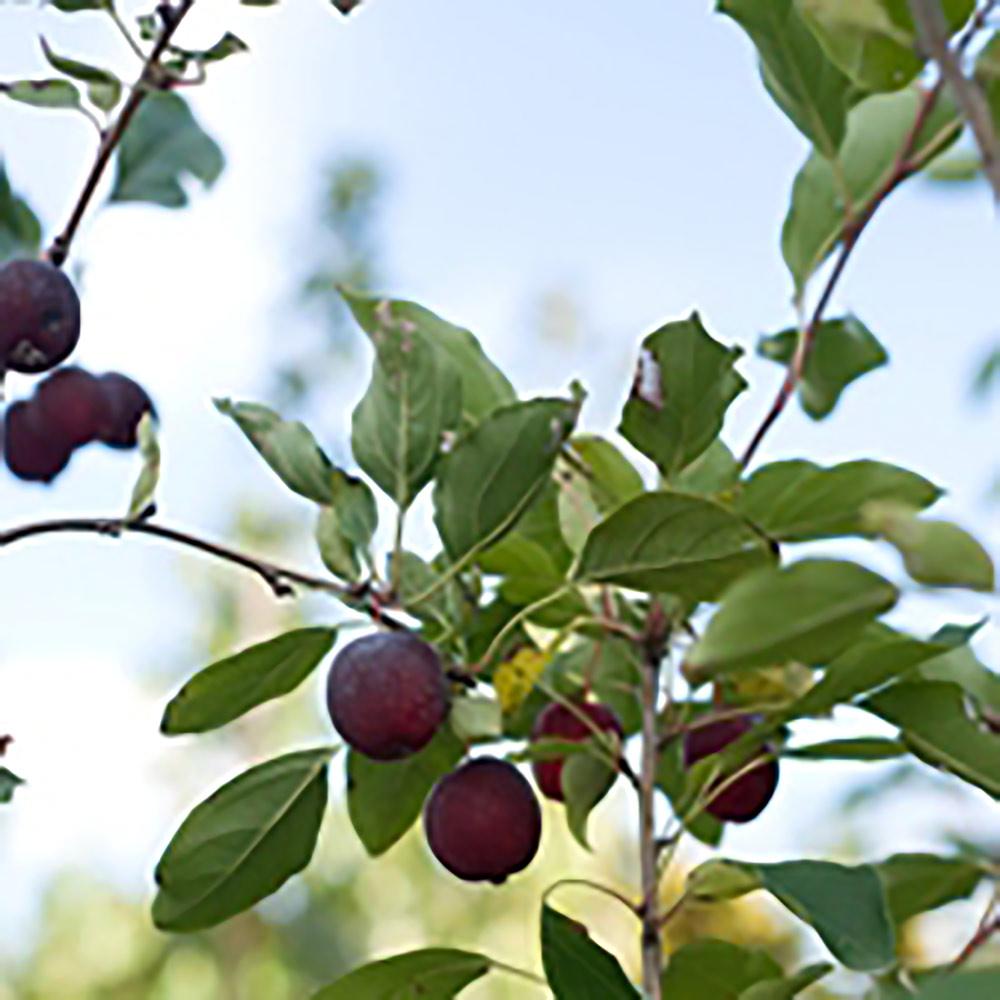 Crabapple Royal Raindrops 7G
