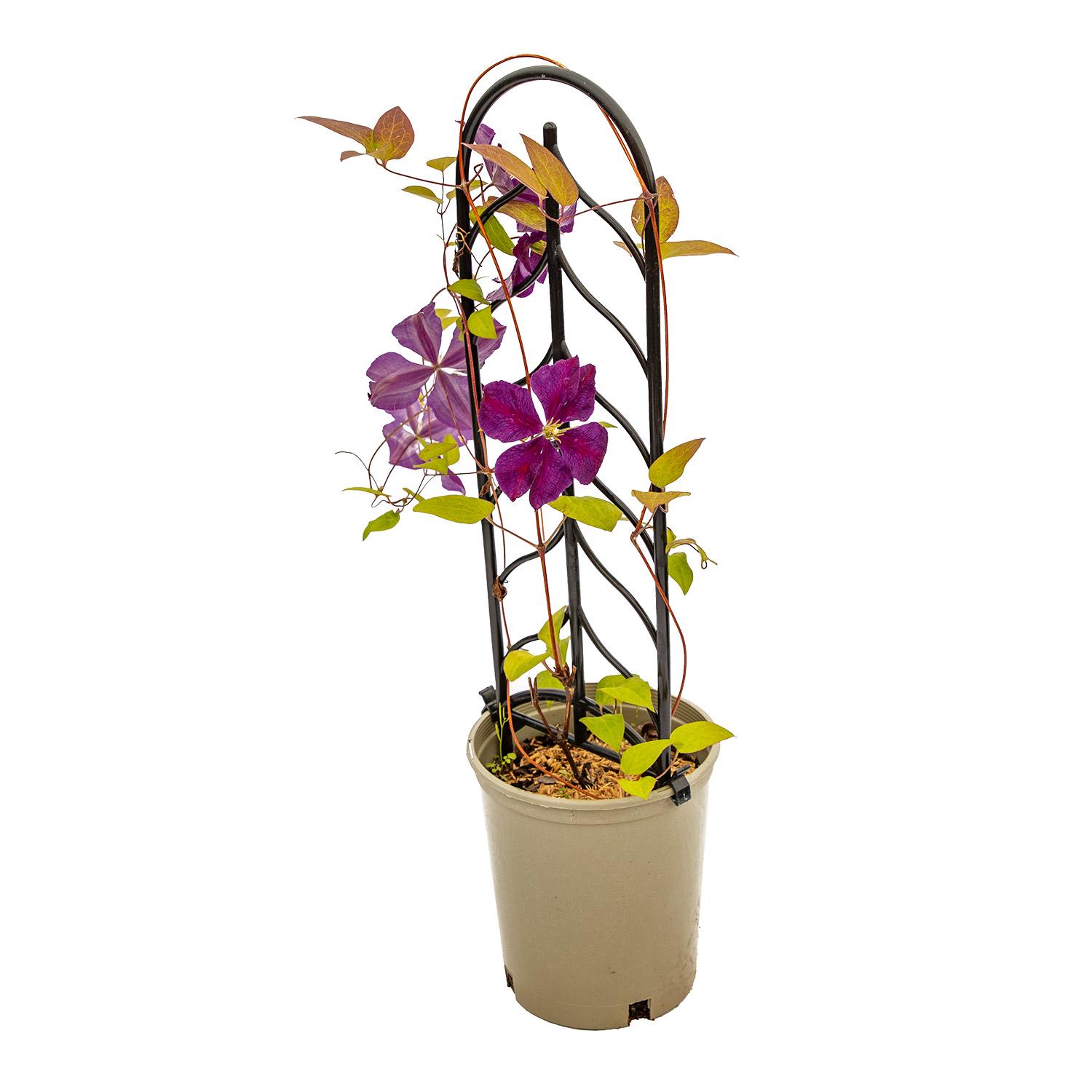 Assorted Clematis 1G