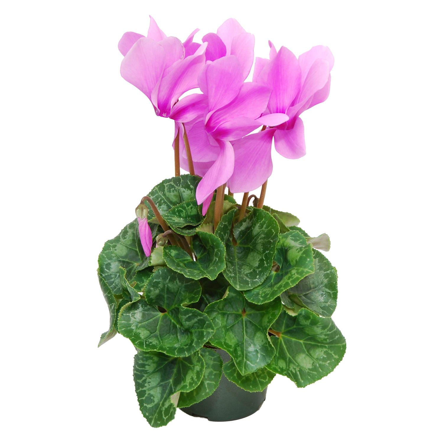 Plante Cyclamen en couleurs assorties 4,5 po