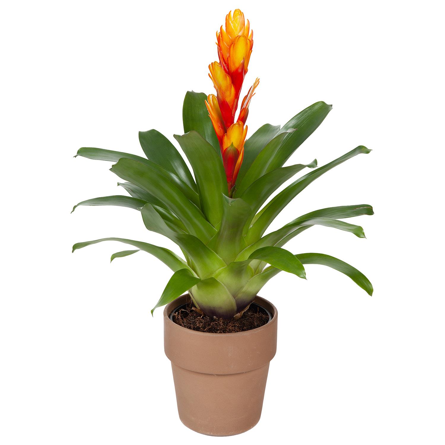 BROMELIAD/TERRA COTTA/5"