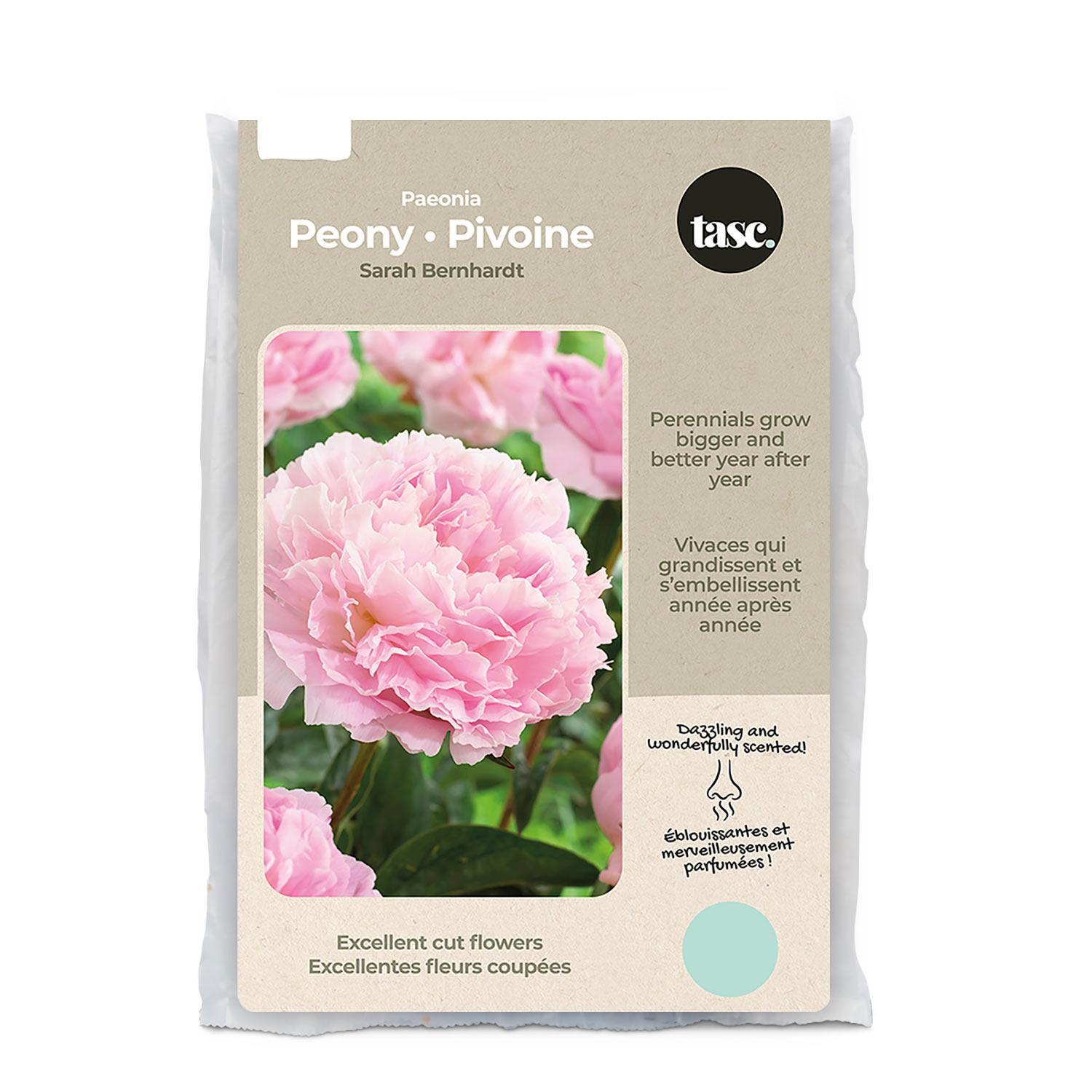 Bulbe de printemps Paeonia Sarah B