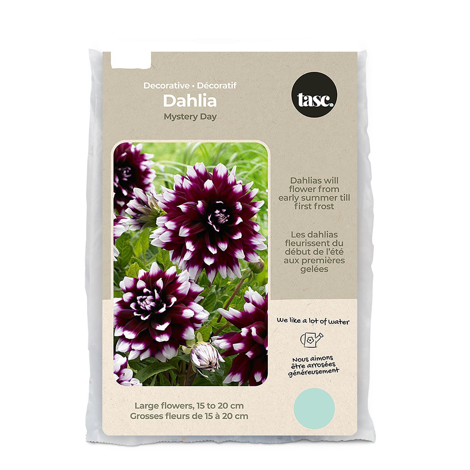 Mystery Day Dahlia Spring Bulb