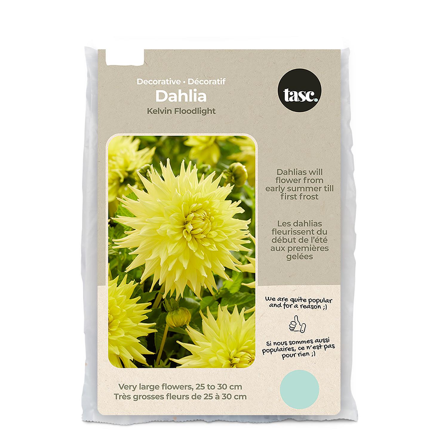 Kelvin Flood Dahlia Spring Bulb