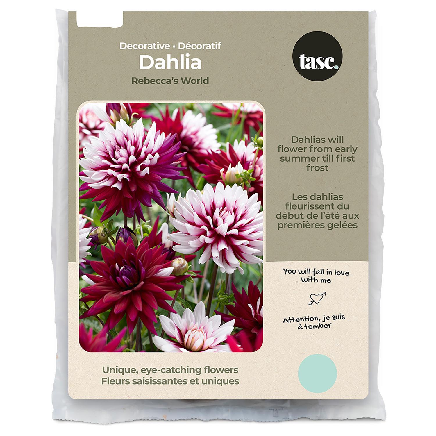Rebecca Dahlia Spring Bulb