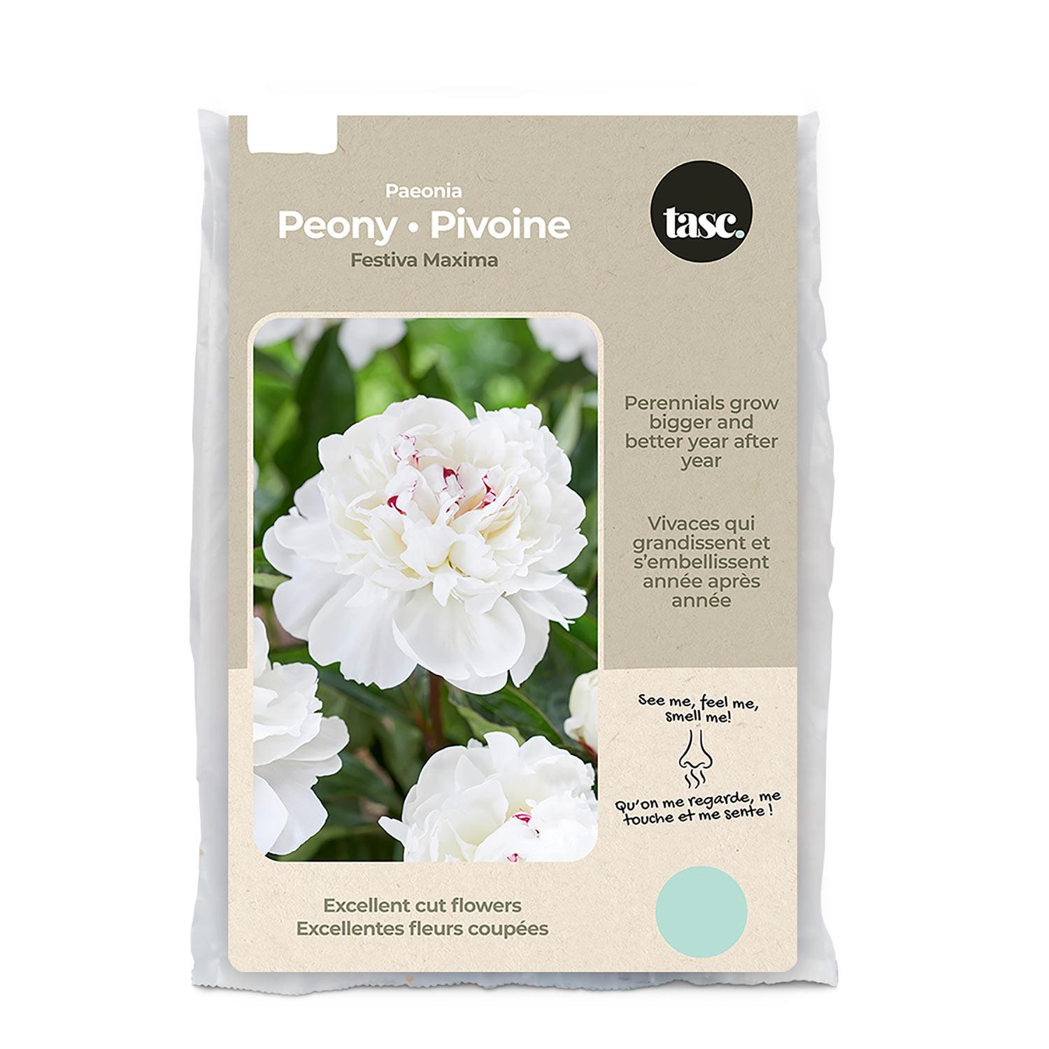 Festiva Maxima Peony Spring Bulb