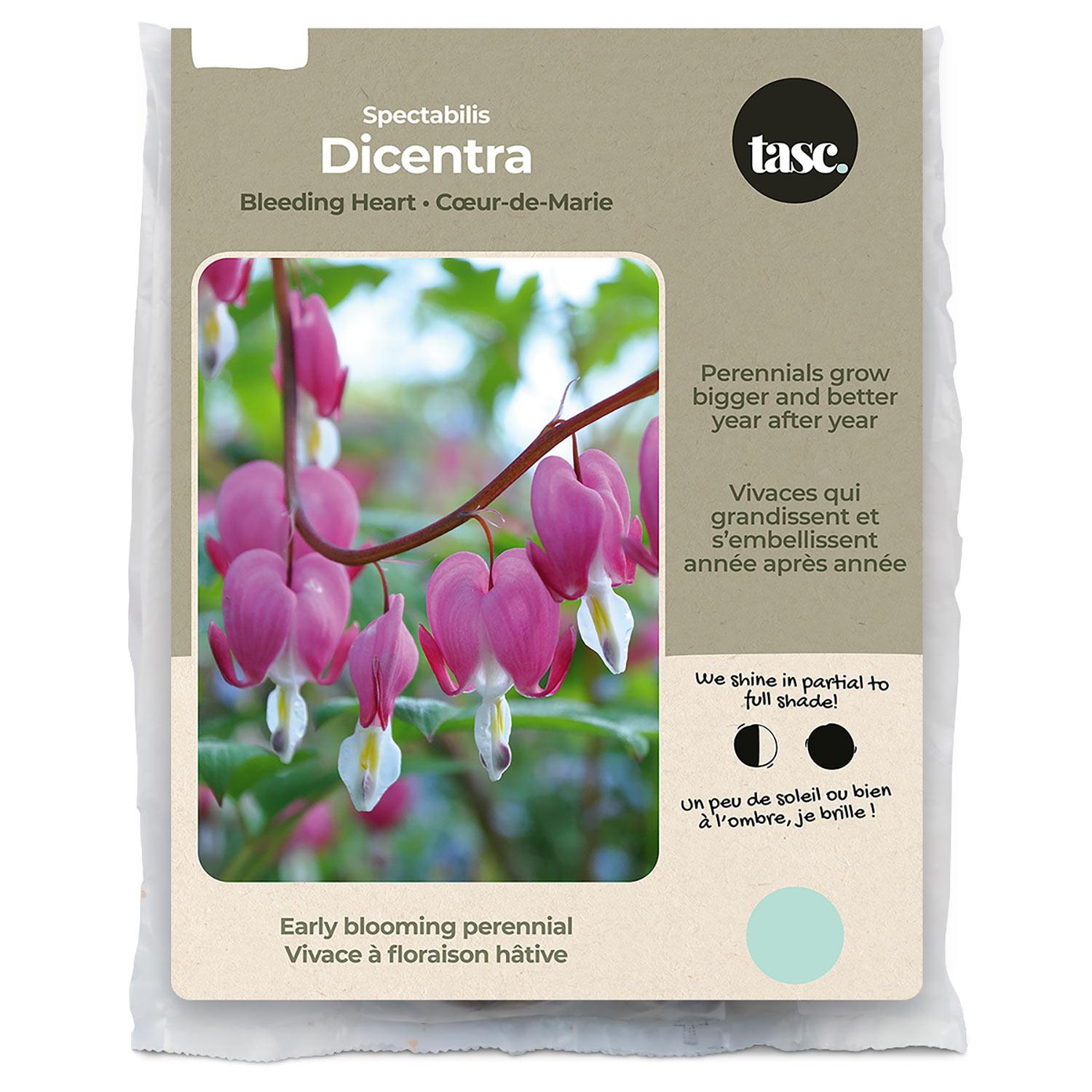 Specctabilis Dicentra Spring Bulb