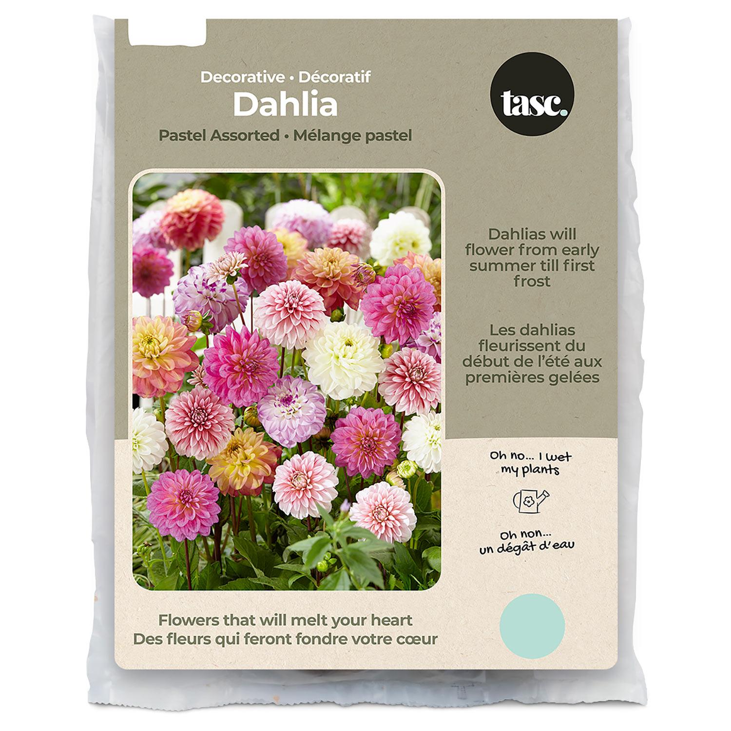Décor Dahlia Assorted Spring Bulb