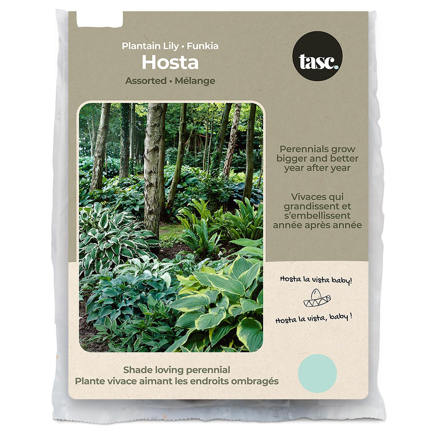 Hosta Assorted Spring Bulb