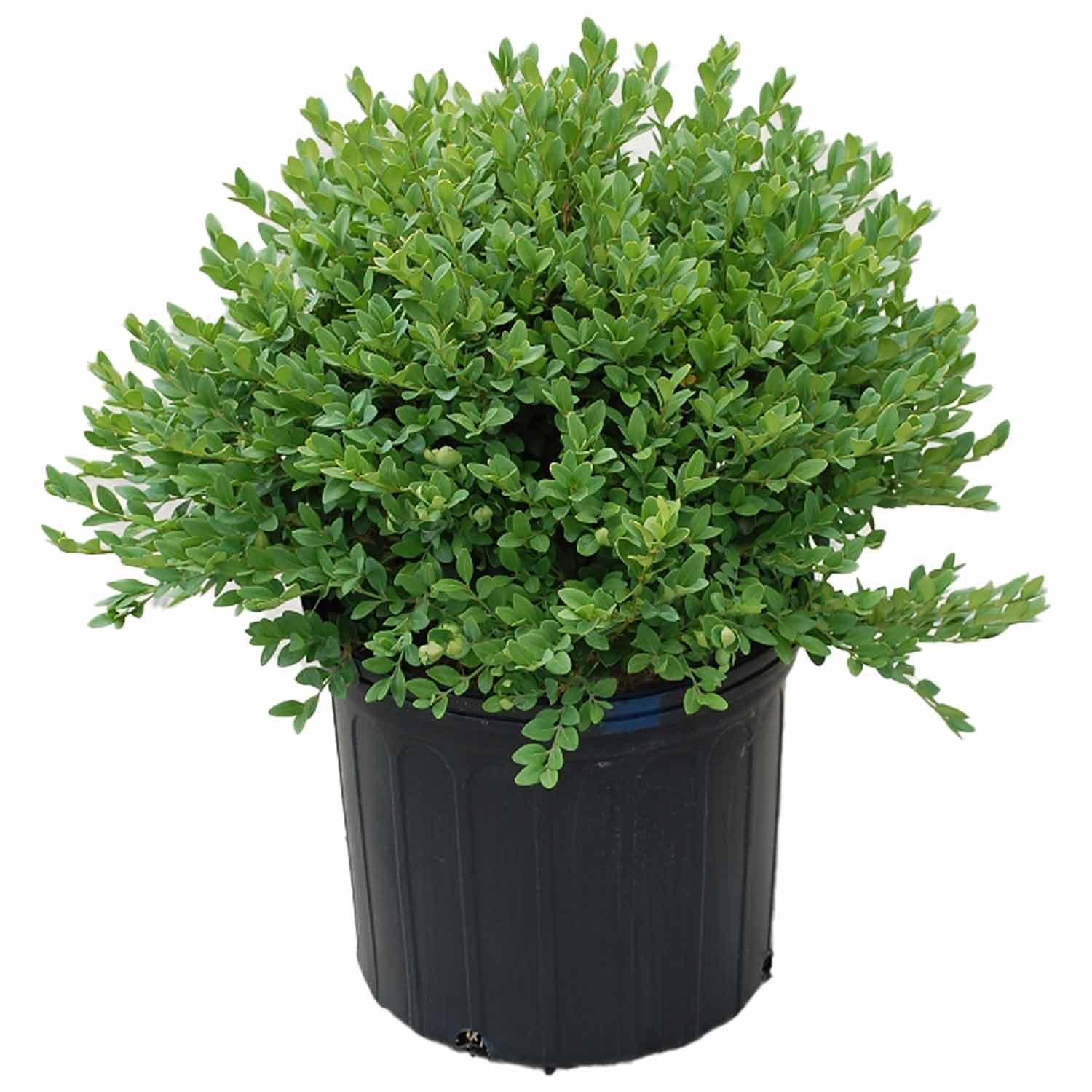 Buis velours vert 3 gal