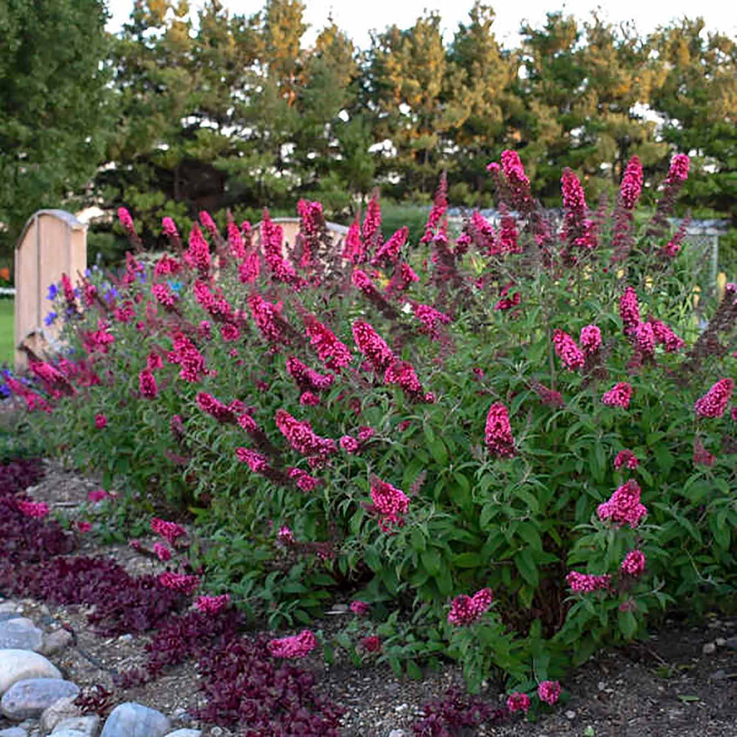 Monarch Prince Charming Butterfly Bush 2G
