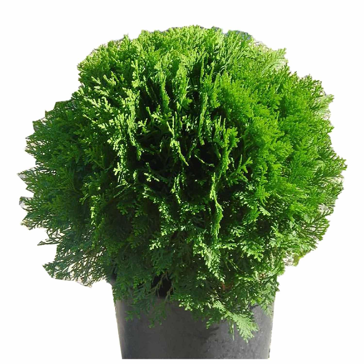 Danica Dwarf Eastern Cedar 1G