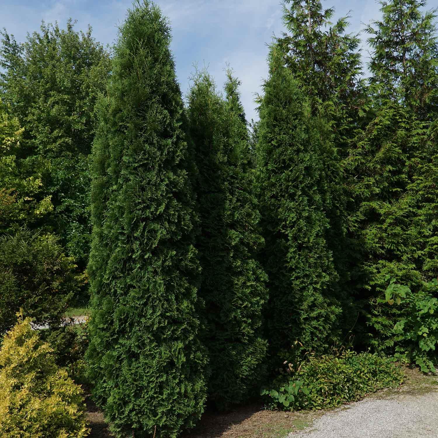 Skybound Eastern Cedar 1G