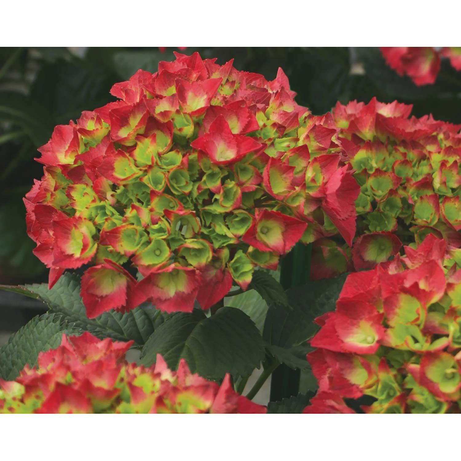 Hortensia Cityline Paris Big Leaf PW 2 gal