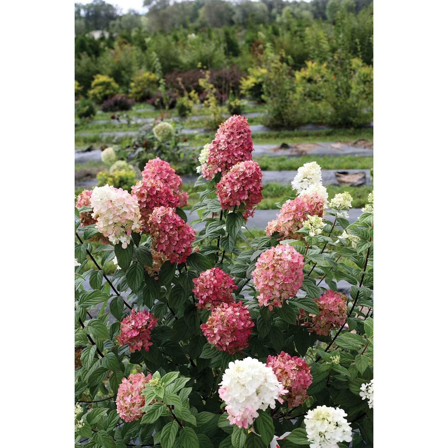 Hortensia panicule Firelight PW 7 gal
