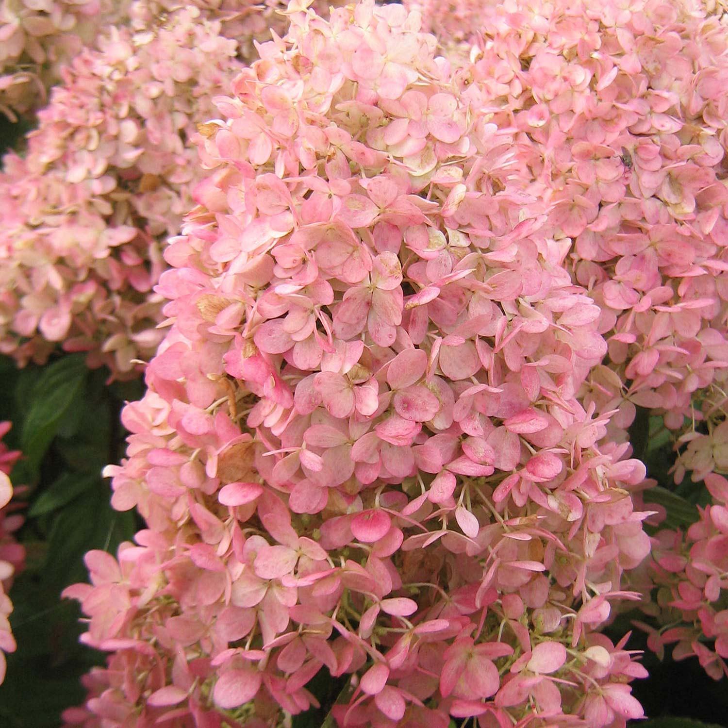 Magical Candle Panicle Hydrangea 2G
