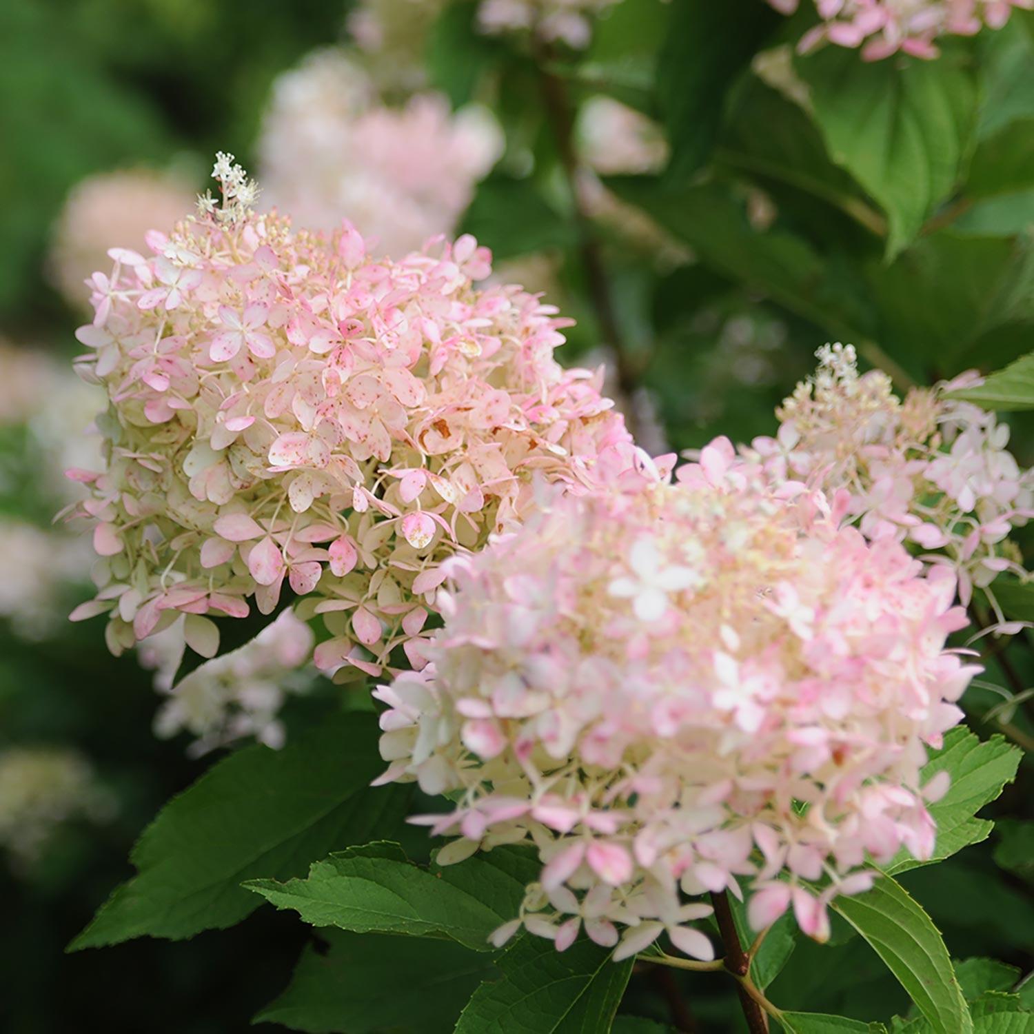 Phantom Panicle Hydrangea 3G