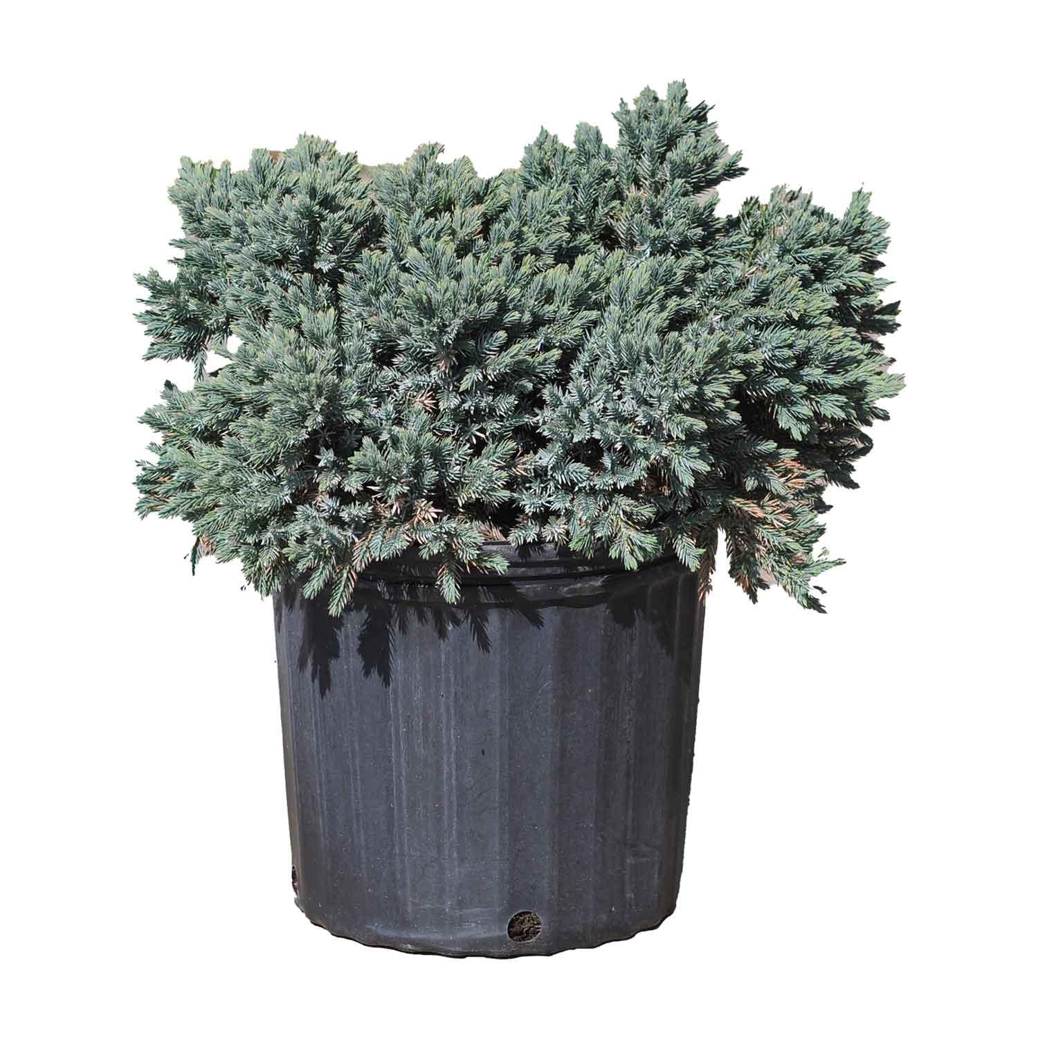 Blue Star Juniper 2G