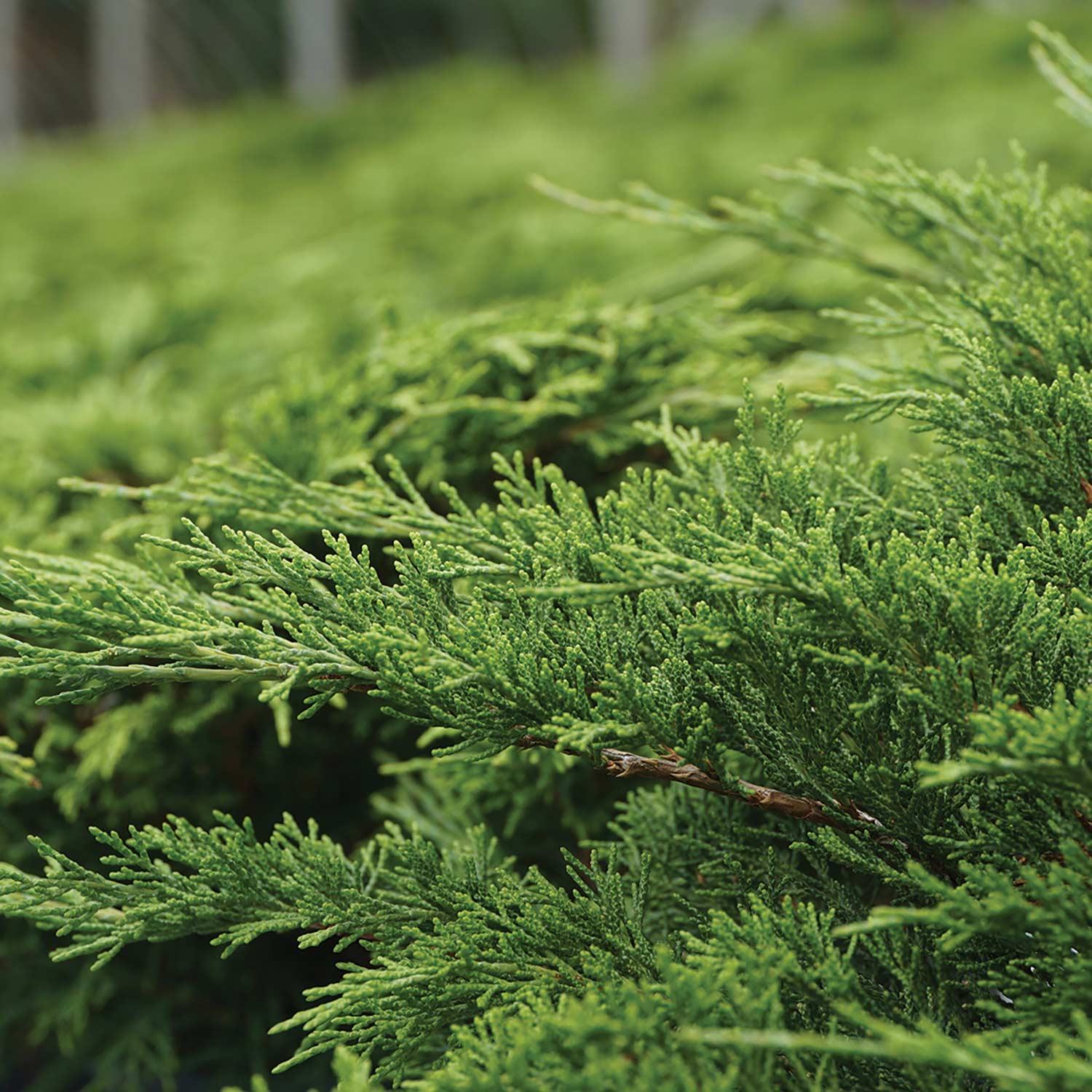 Calgary Carpet Savin Juniper 2G