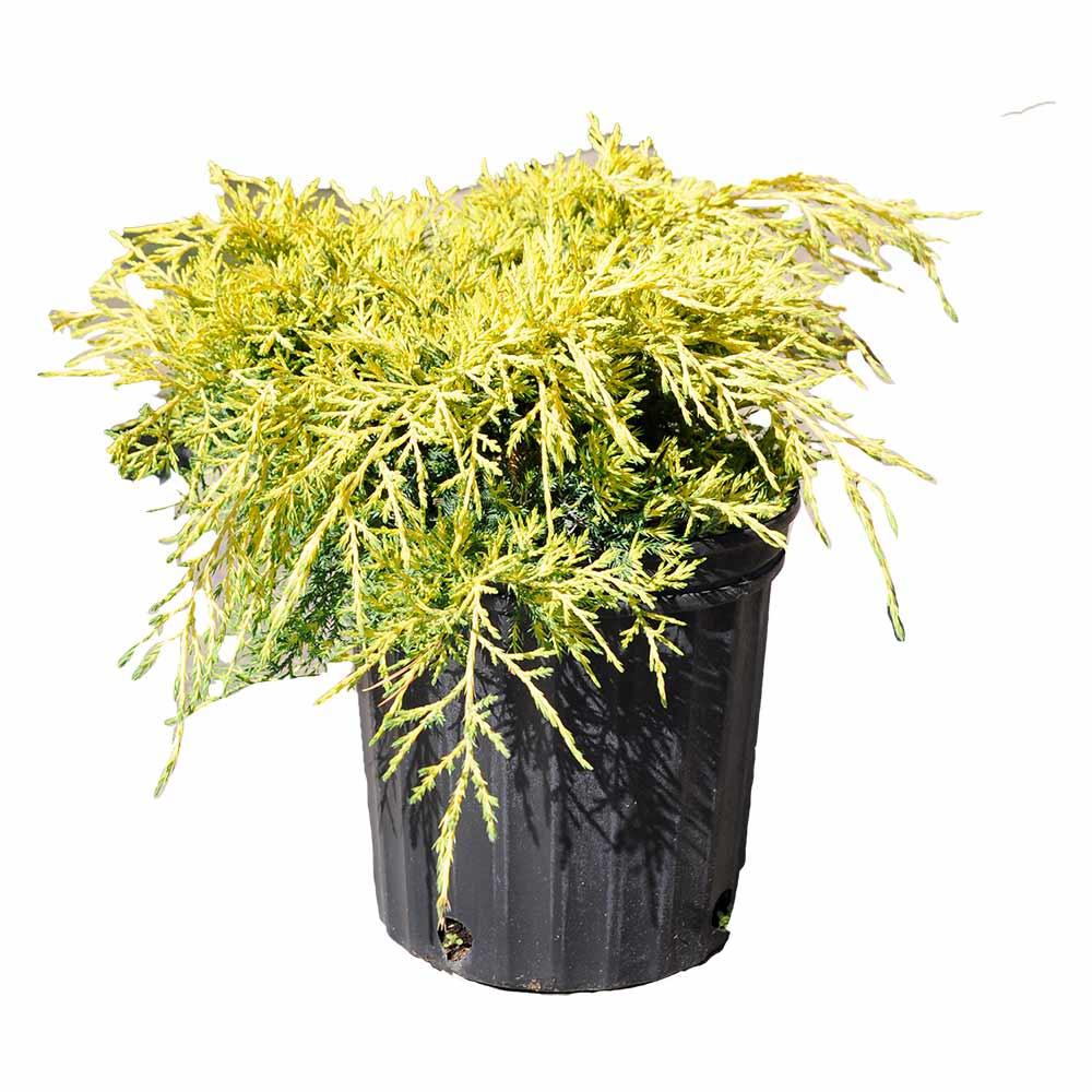 Gold Lace Juniper 2G