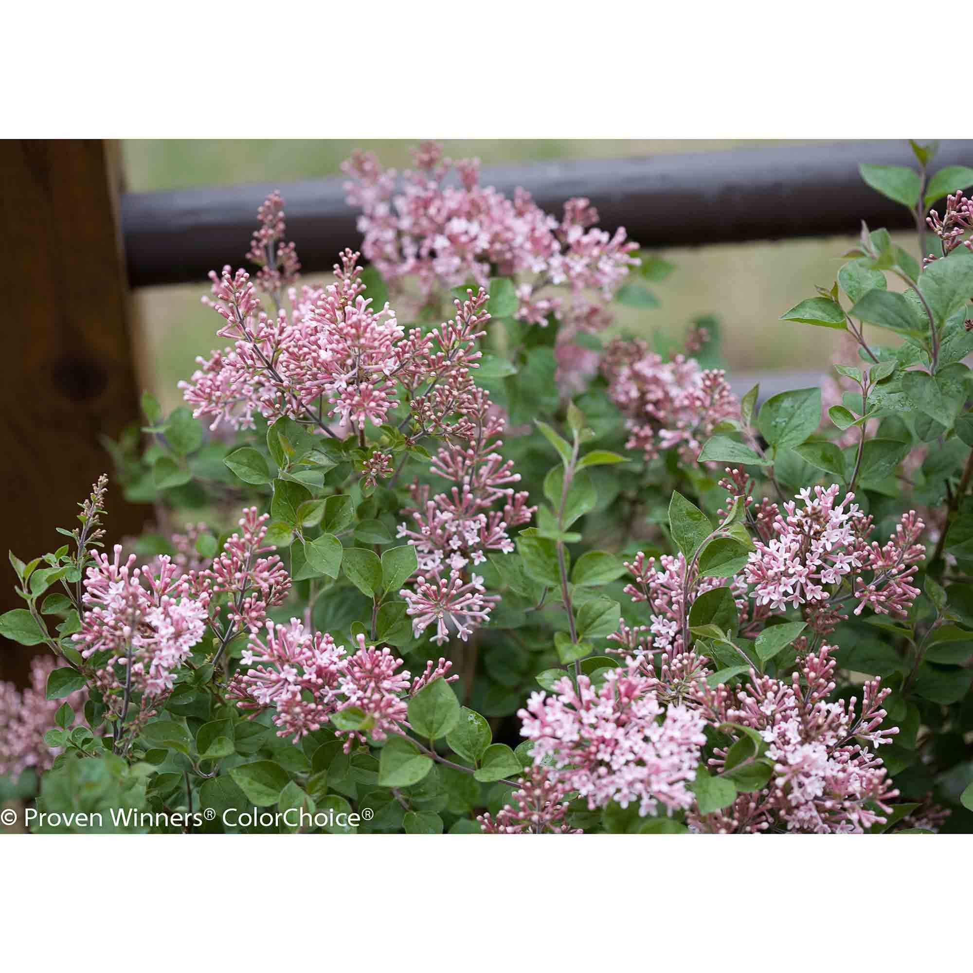 Lilas nain à floraison rose Bloomerang PW 2 gal