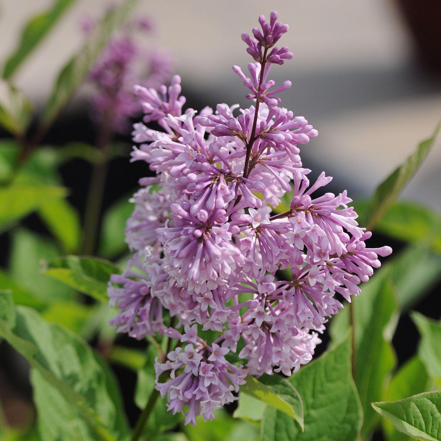 Royalty Preston Lilac 3G