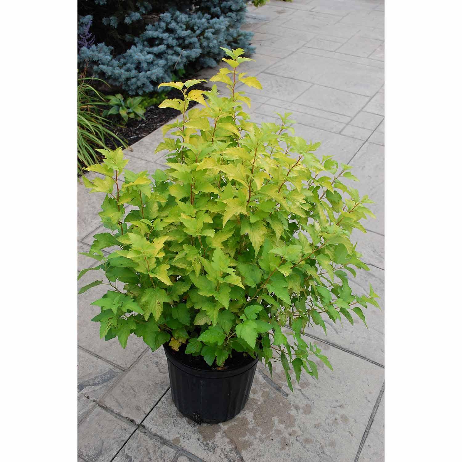 Lemon Candy Common Ninebark 2G