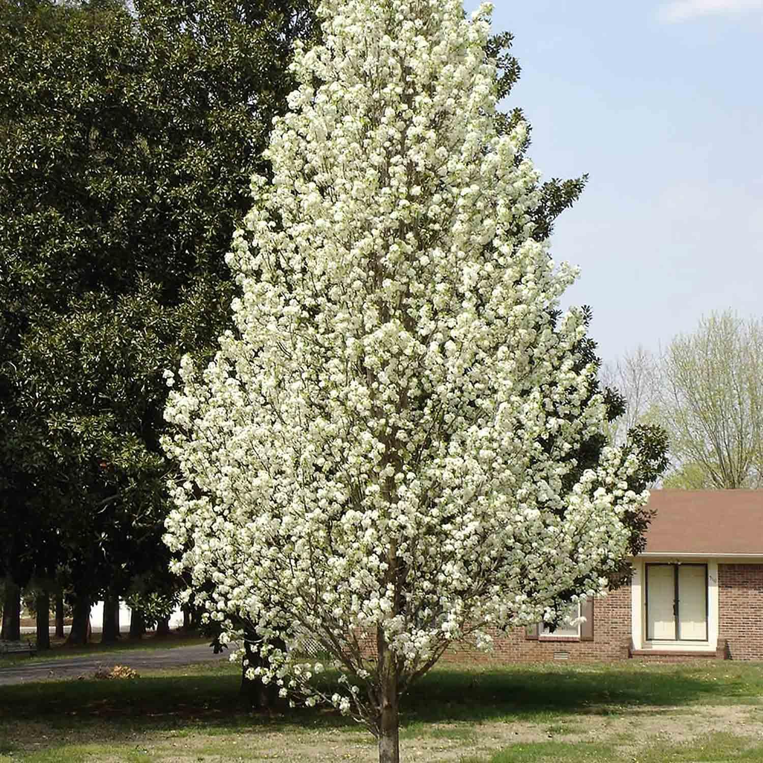 Chanticleer Callery Pear 7G