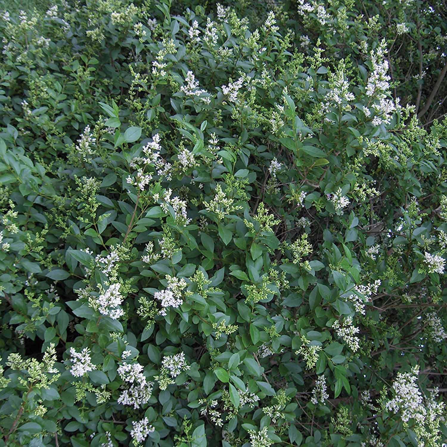 Privet 2G
