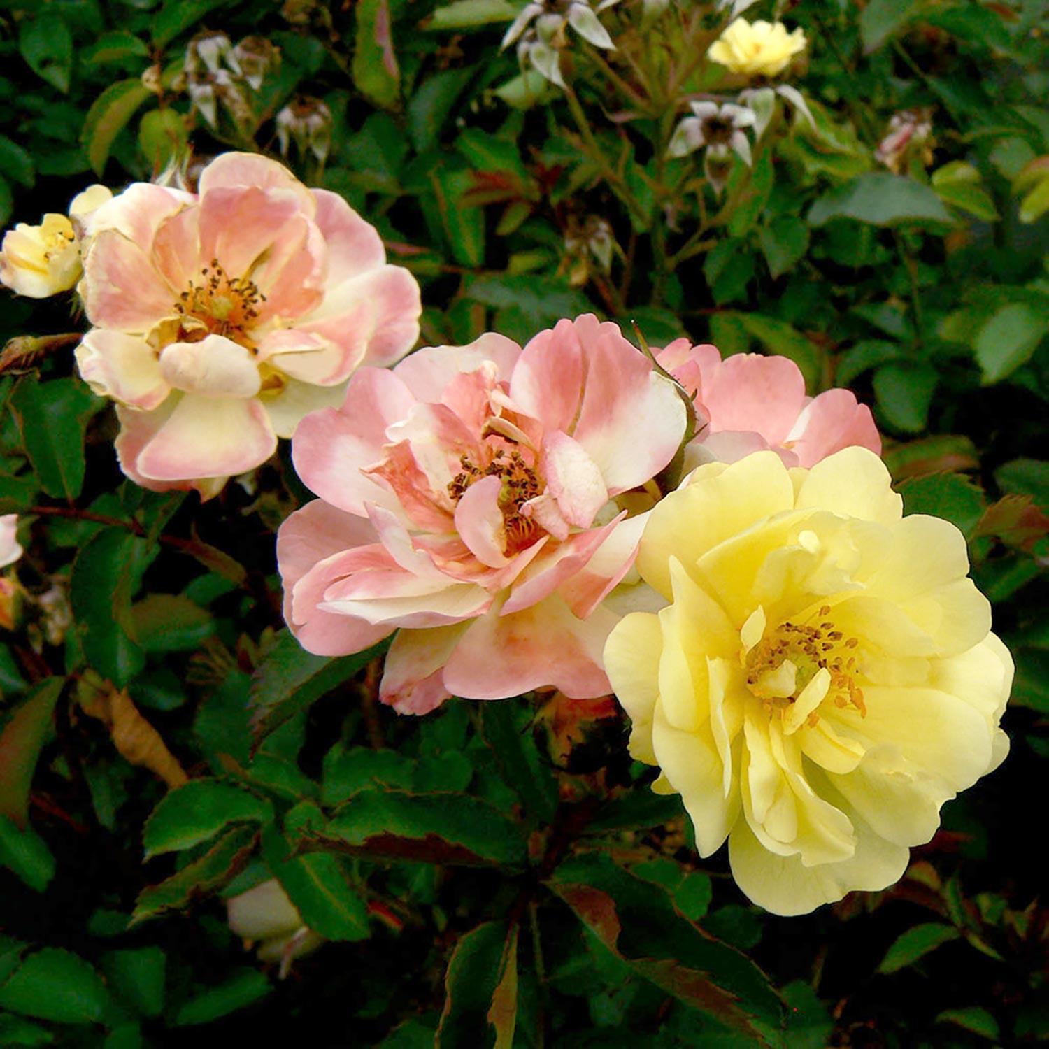 Rose Cocktail 2G
