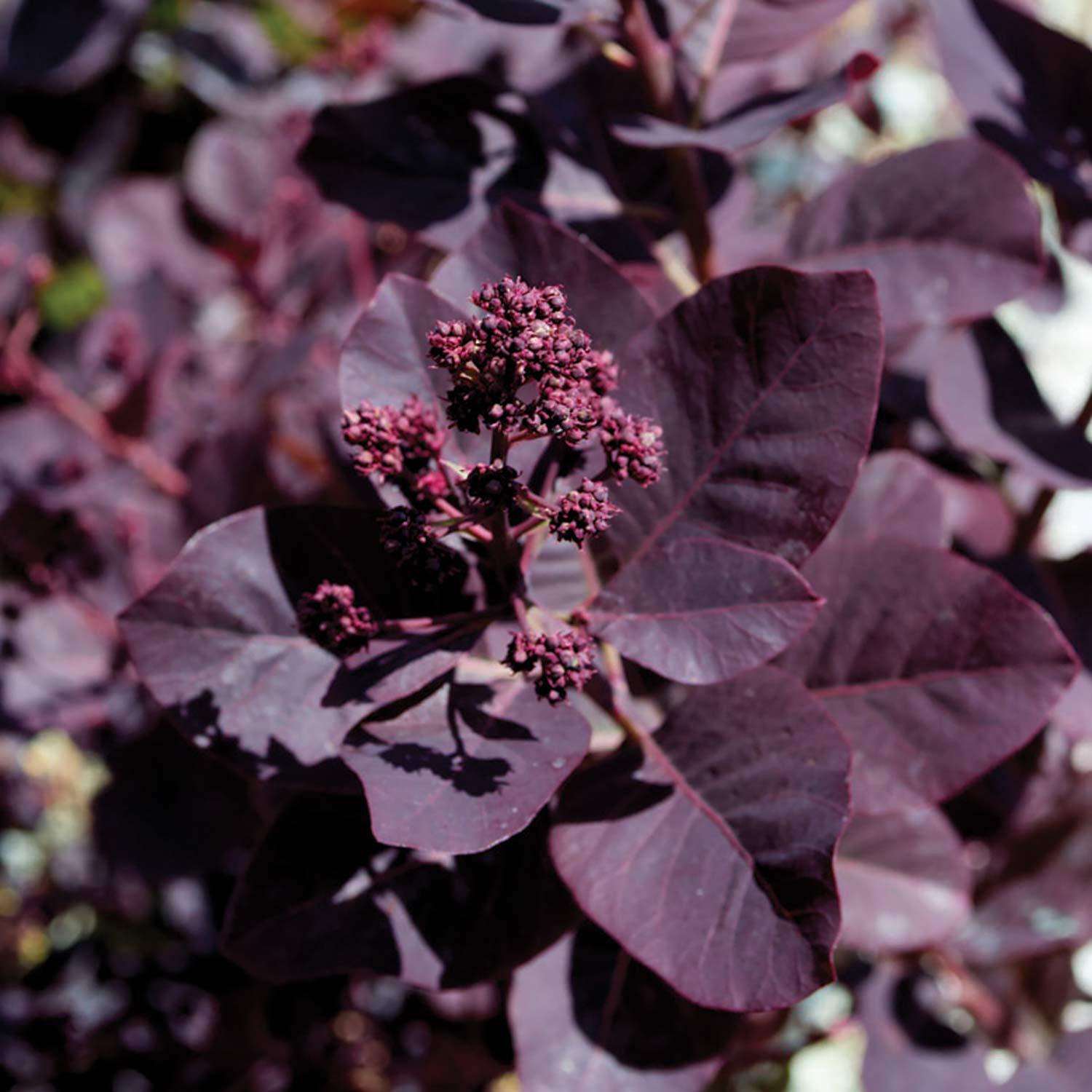 Velveteeny Dwarf Smokebush 3G