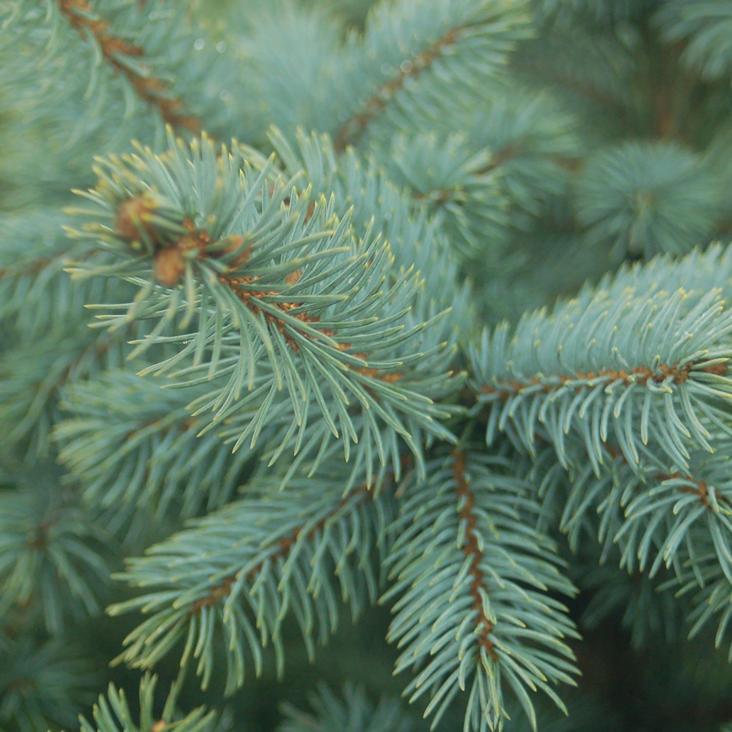 Baby Blue Spruce 2G