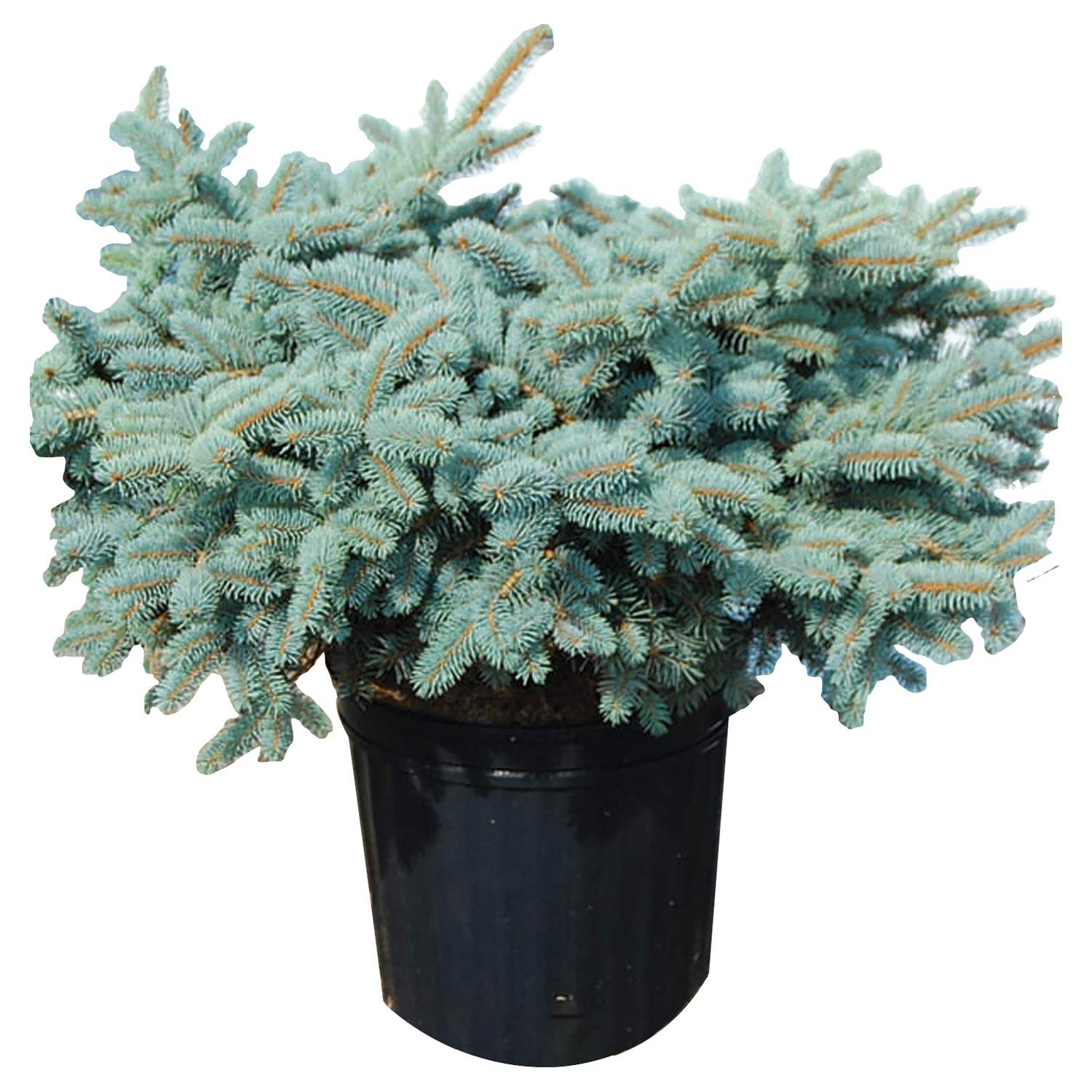 Épinette Globe Colorado 3 gal
