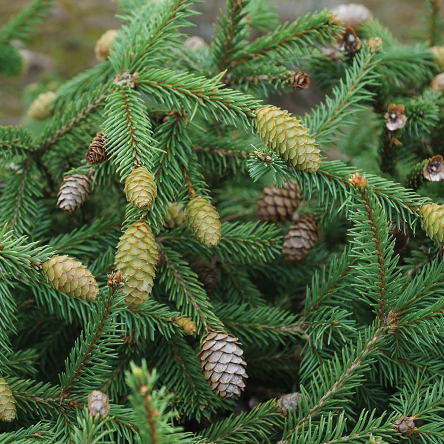 White Spruce 2G