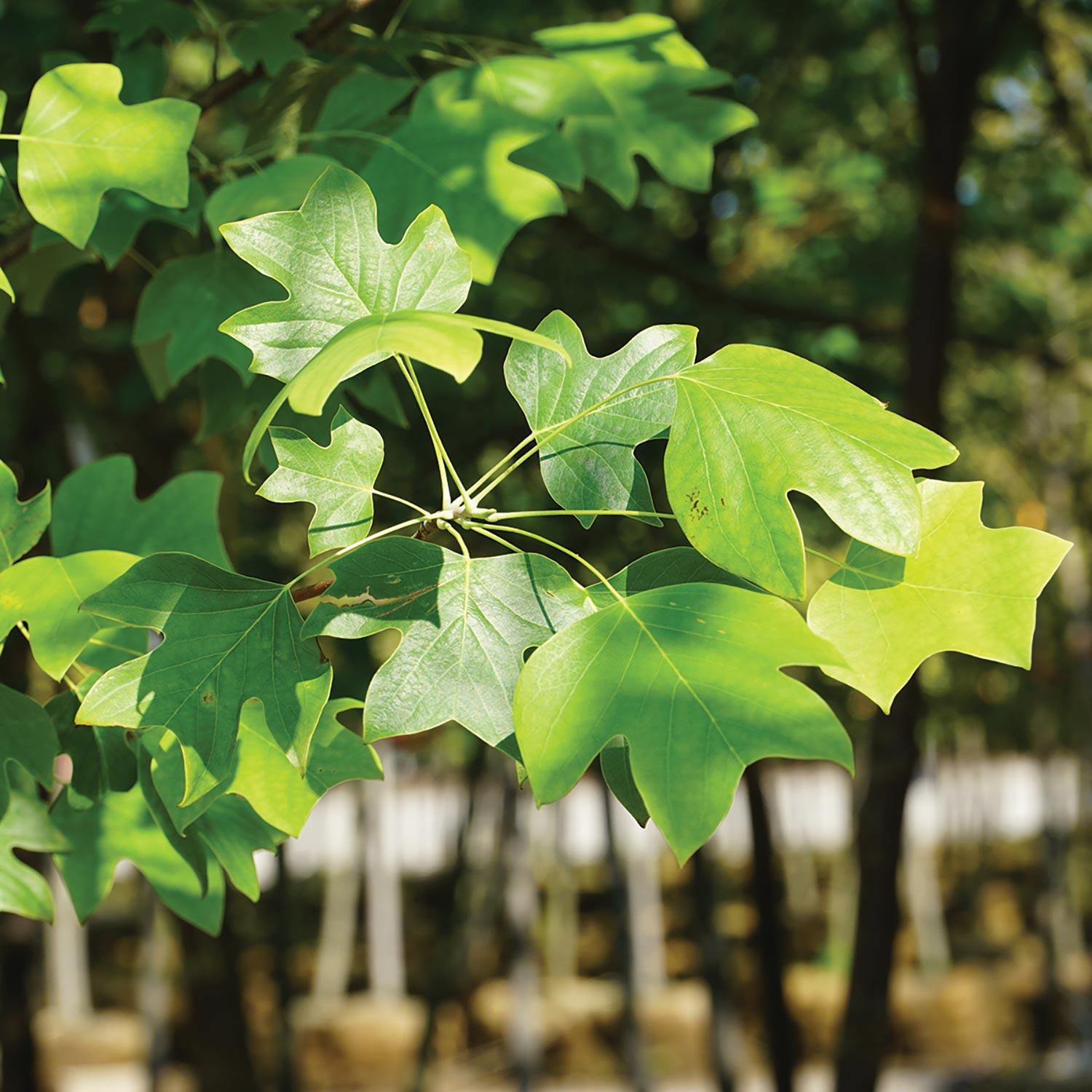 Tulip Tree 15G