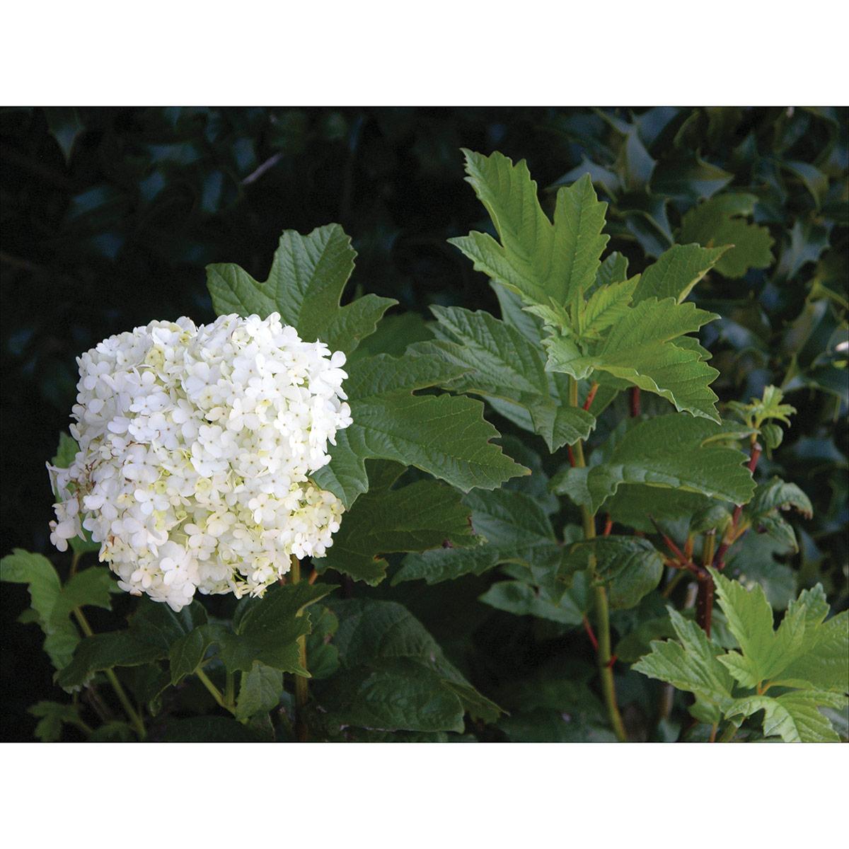 European Snowball Bush 2G