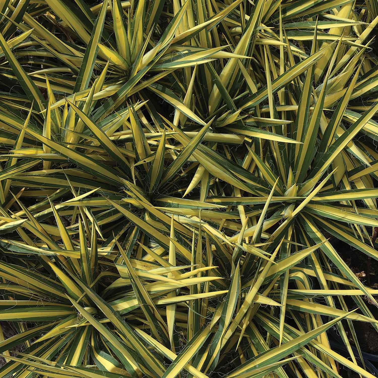 Colour Guard Yucca 2G