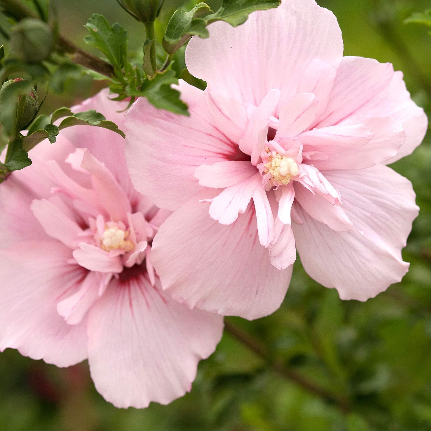 Hibiscus rose chiffon Proven Winners 2 gal