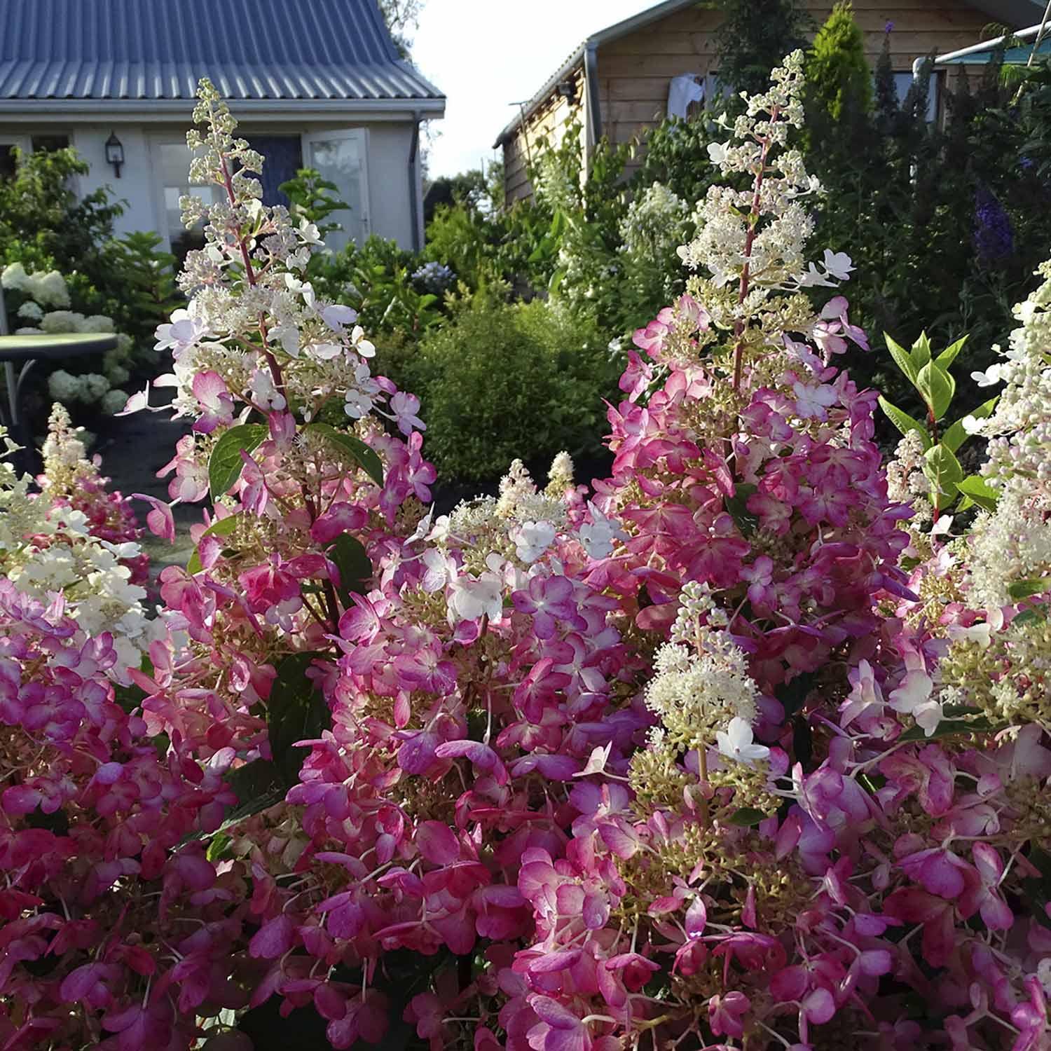 Hortensia Candelabra 2 gal