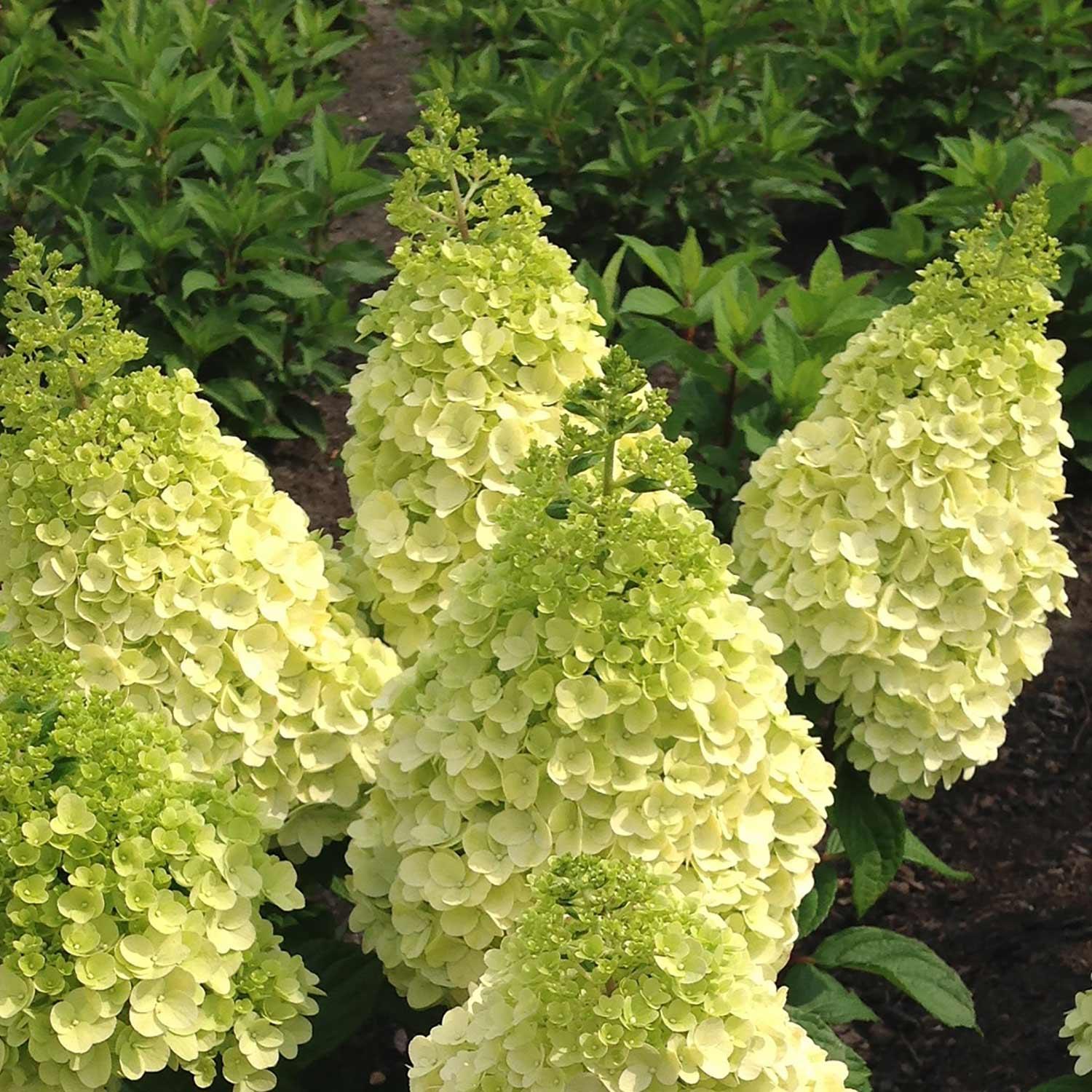 Hortensia Moonrock 2 gal