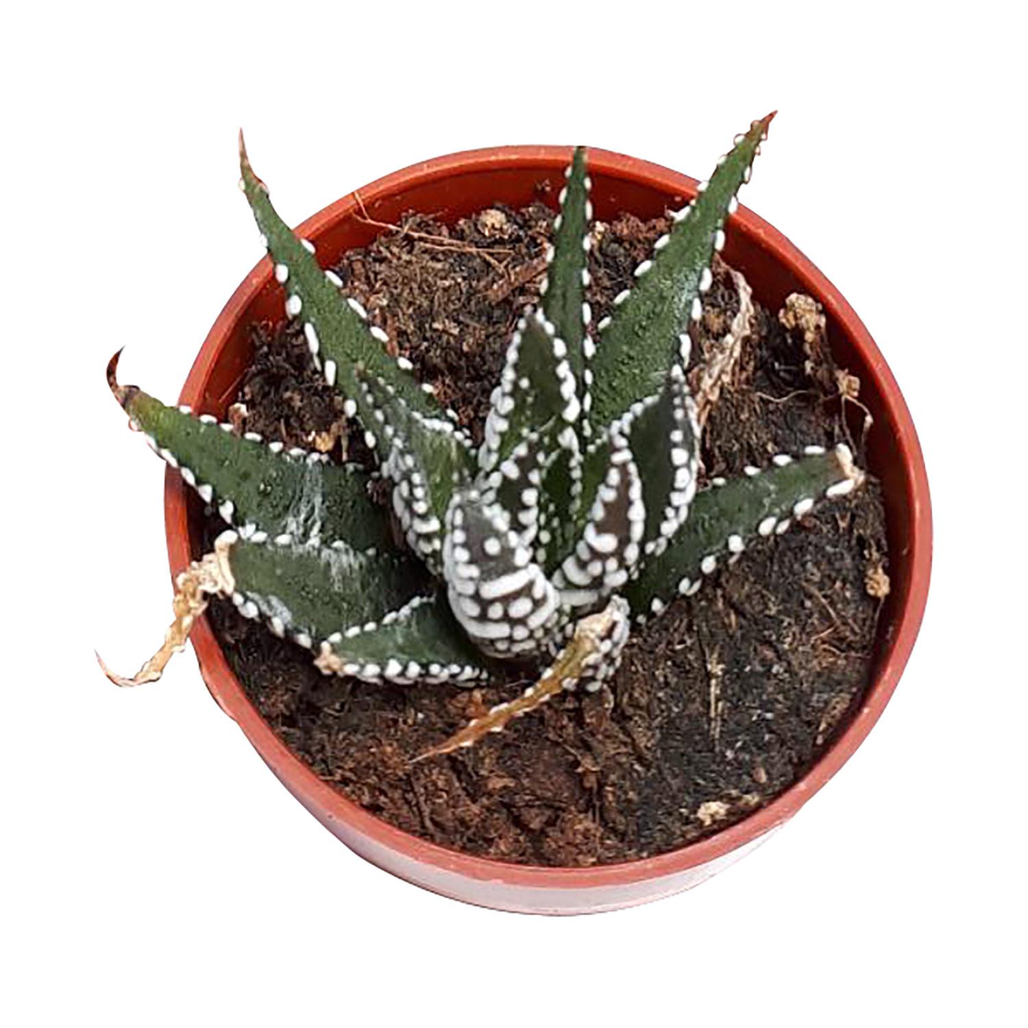 1.5" Haworthia