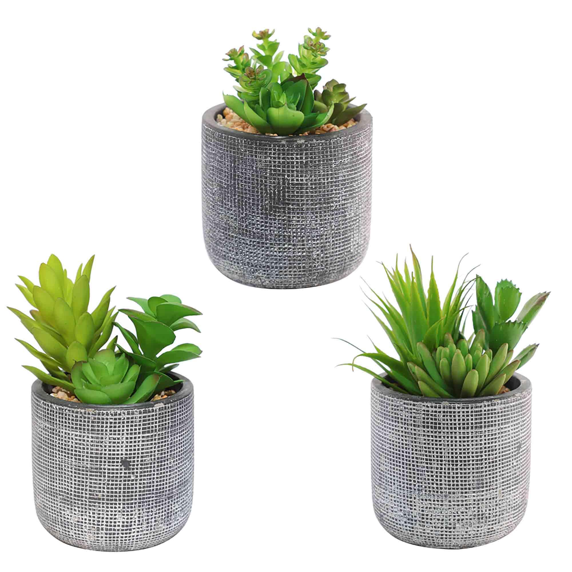 Pot gravé noir avec plante, 3 assortis