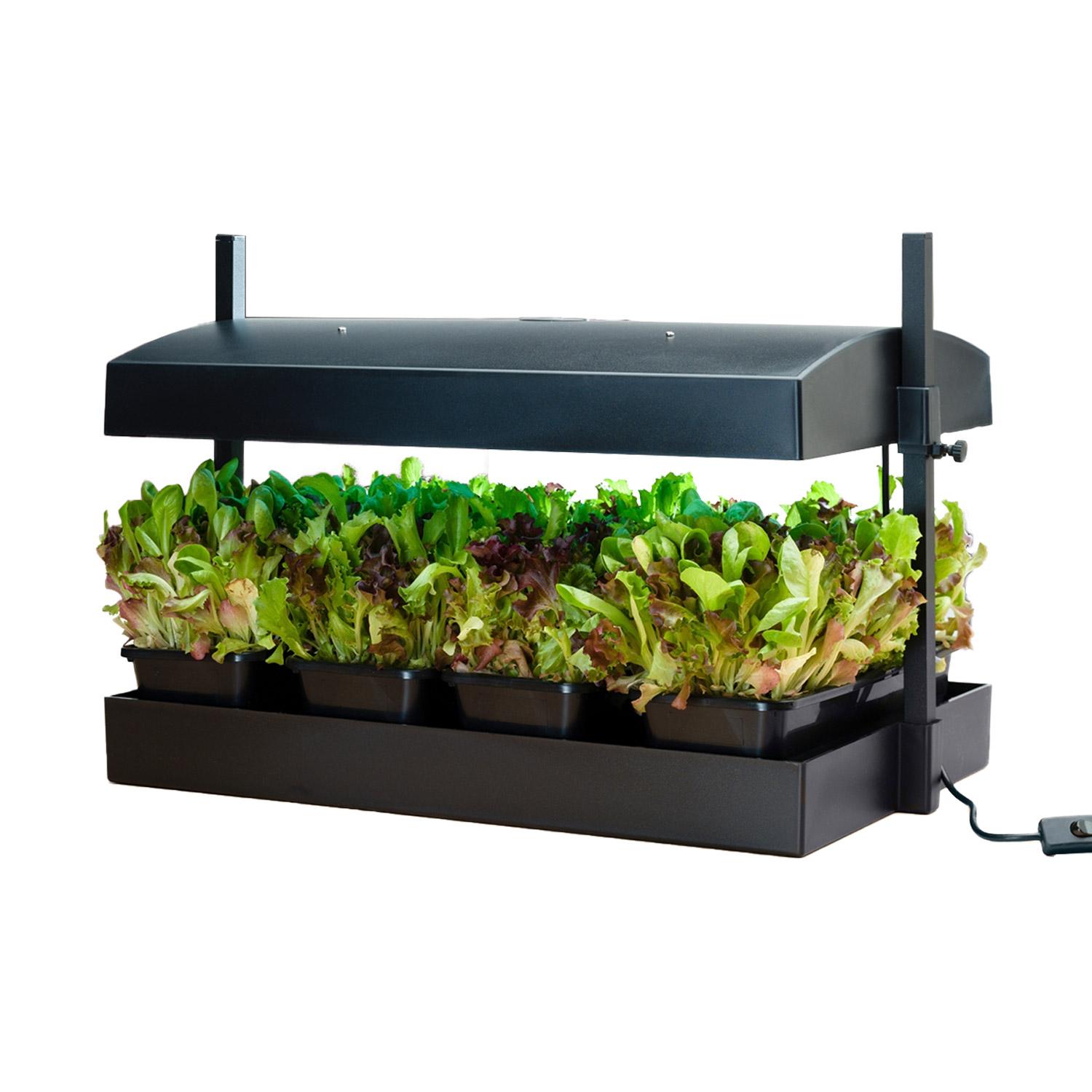 Grow Light Garden Halifax Seed
