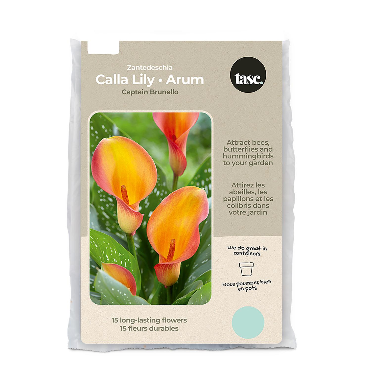 Zantedeschia Orania Calla Lily Spring Bulb