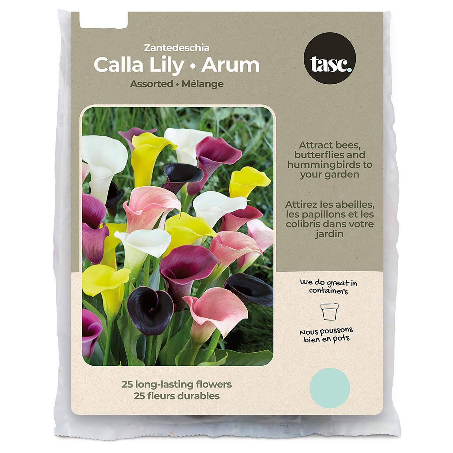Assortiment de bulbes de lis canna Zantedeschia printemps