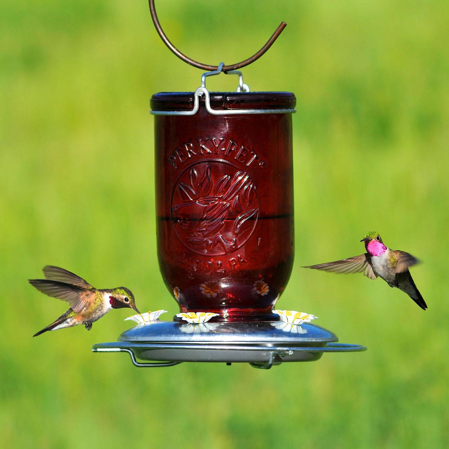 Mangeoire pour colibris en pot Mason